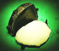 3D printed mold with bone prosthetic.