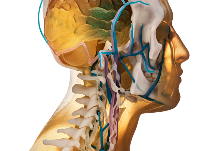3D anatomy human skull medical innovation samples