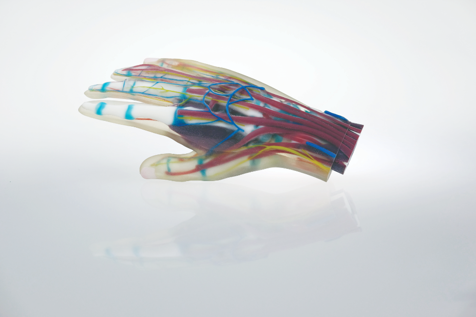 The multi-material hand model incorporates soft tissue with hard bone in a single print.