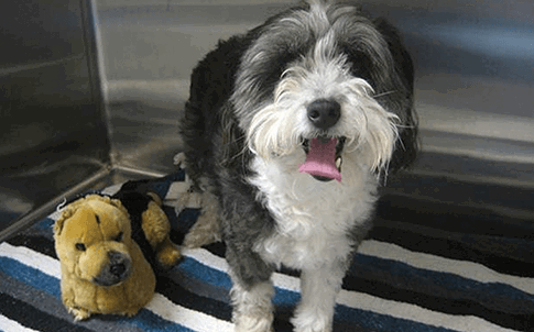 Oreo disfrutando de su nuevo implante.