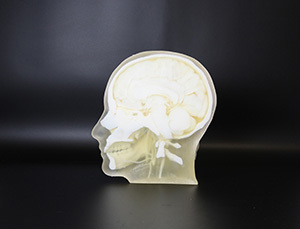 3d-printed-skull-model