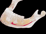 jaw_rotation_transparent