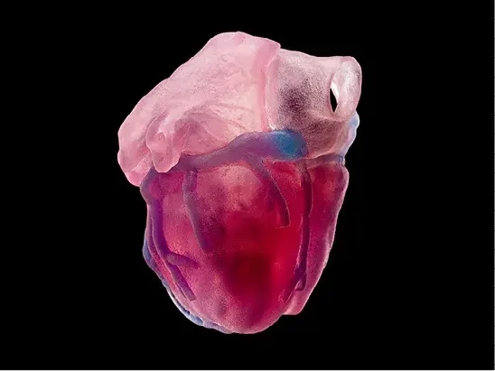 3d-printed-heart-anatomical-model