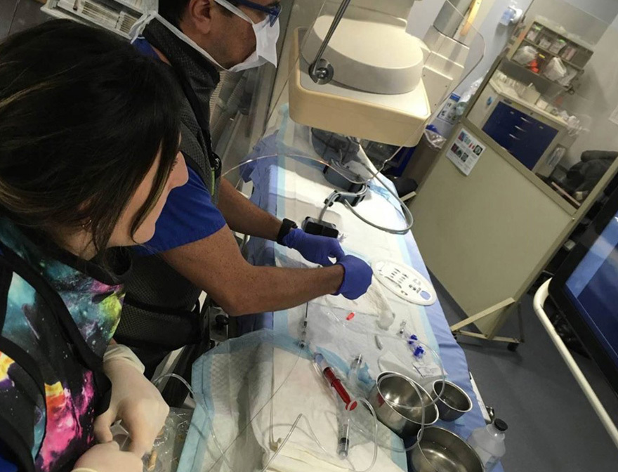 BIOMODEX surgery rehearsal