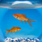 tab rigid photopolymers watershed xc 11122 sla