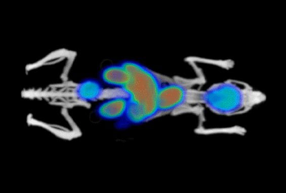 BioMouse with imaging agents Phantech anatomical model