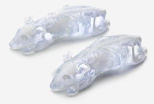 PolyJet 3D Printed BioMouse from Phantech Medical