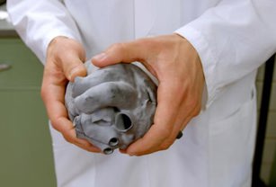Anatomical Heart Model